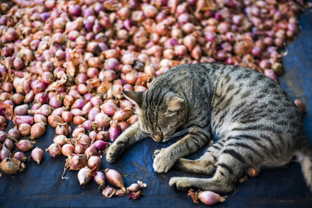 Les règles essentielles en matière d'hygiène alimentaire : un guide complet