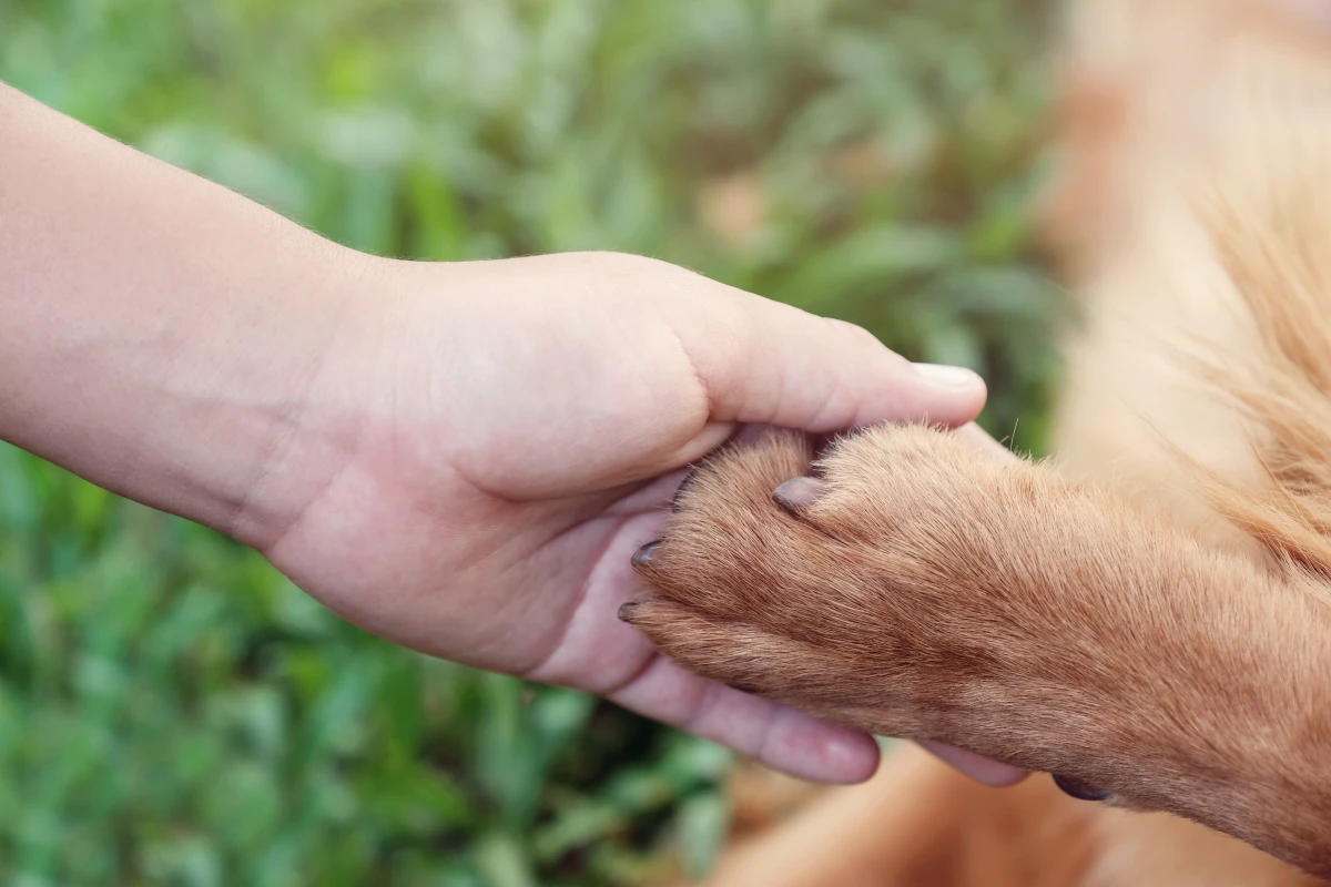 Le Droit des animaux : une question cruciale pour notre société